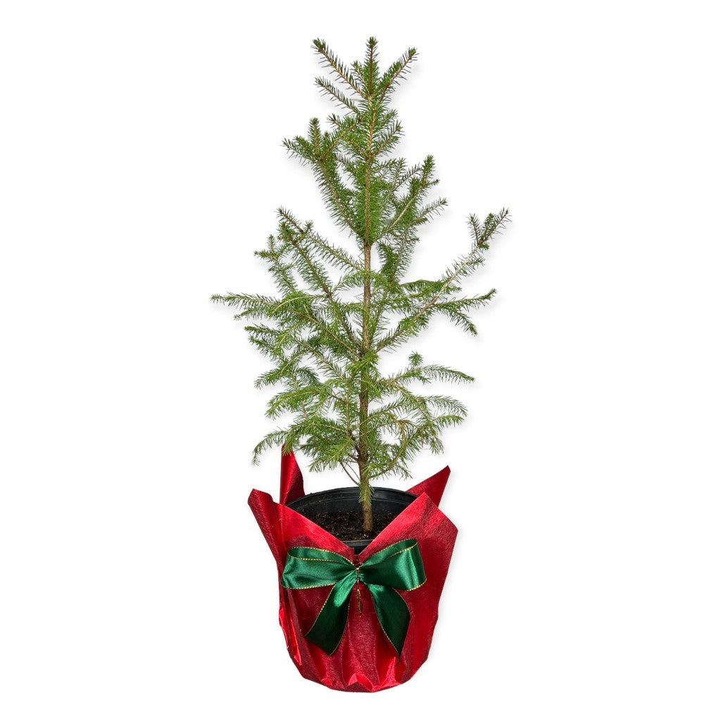 Norway Spruce- Live Mini Christmas Tree