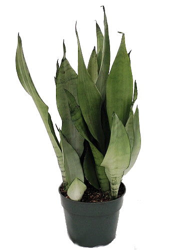 Moonshine Snake Plant - Sanseveria - Almost Impossible to kill - 6