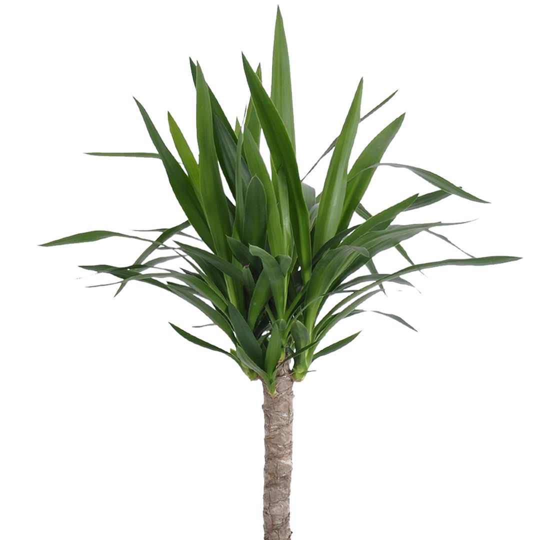 United Nursery Live Yucca Cane Tropical Plant 24-28in Tall in 10in Terra-cotta Bayside Decor Pot