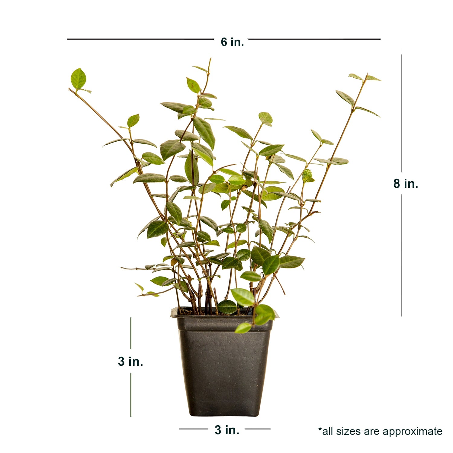 Asiatic Jasmine - 54 Pack (3.25 In. Pots) Evergreen Groundcover Vine - Full Sun Live Outdoor Plant