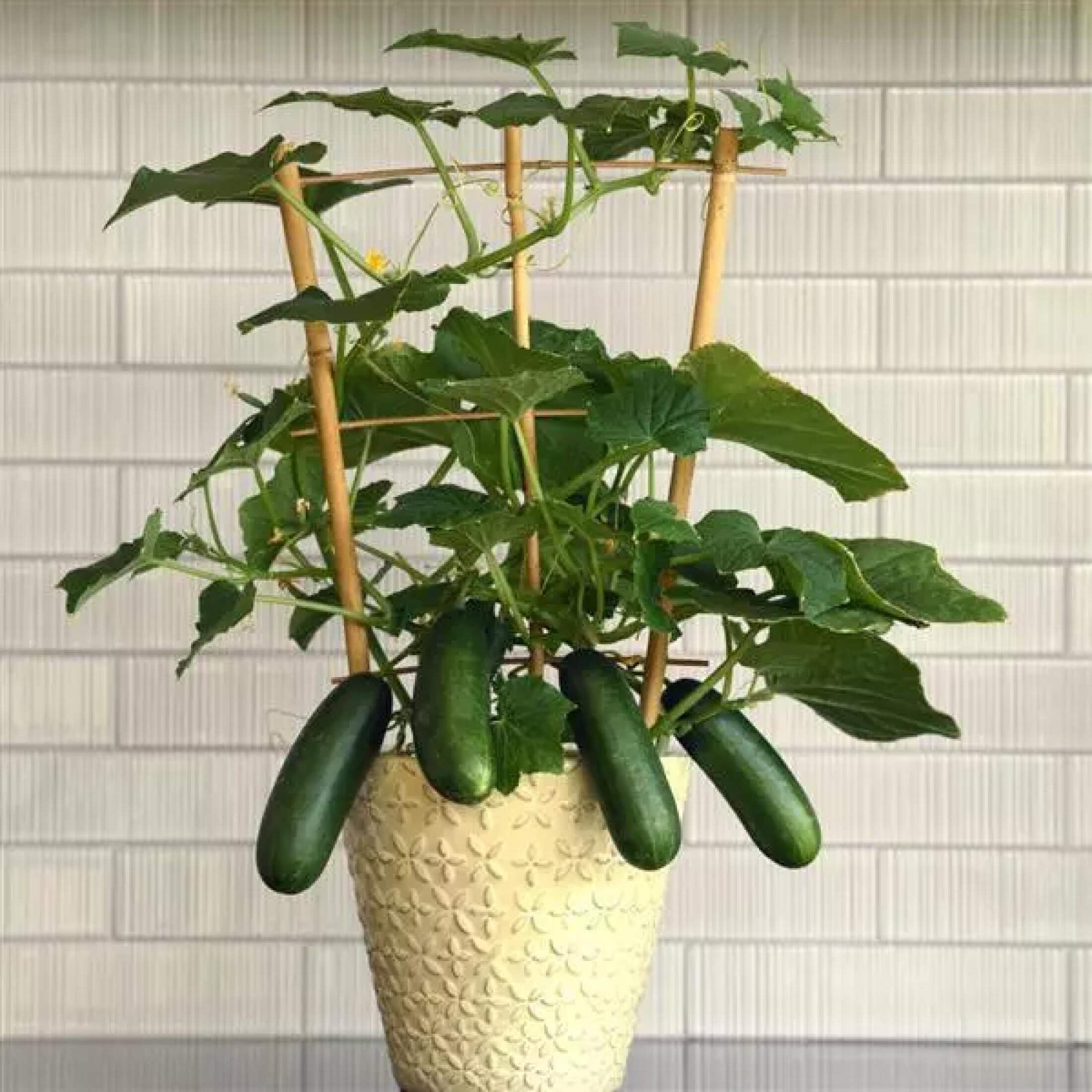 Kitchen Minis™ Quick Snack Cucumber Seedling