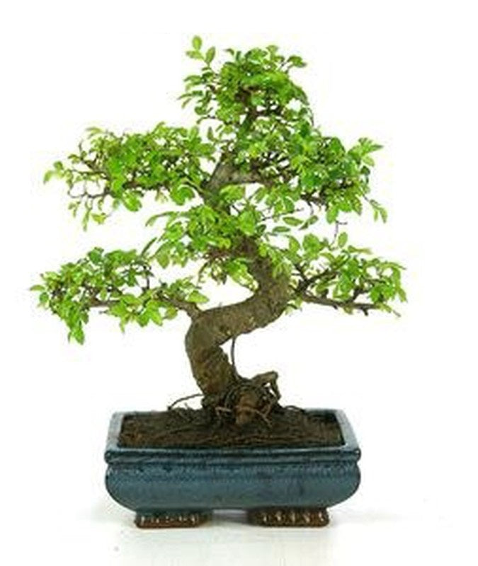 (Ceramic Pot) Bonsai Money Tree