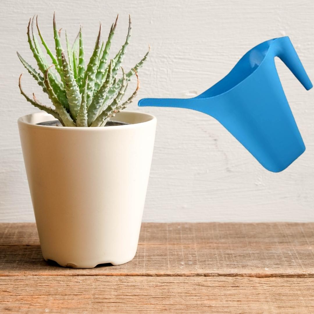 (1) Plastic Watering Can Water Pot COLORS MAY VARY Mini Plant Small Indoor & Outdoor Watering Cans Long Spout 64 Ounces & CUSTOM Storage Carrier