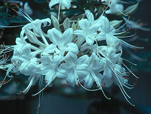 Viscosum Rhododendron