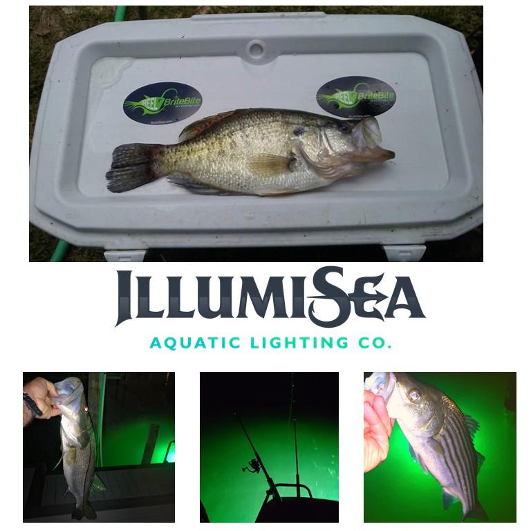 MINI BriteBite LED Fishing Light