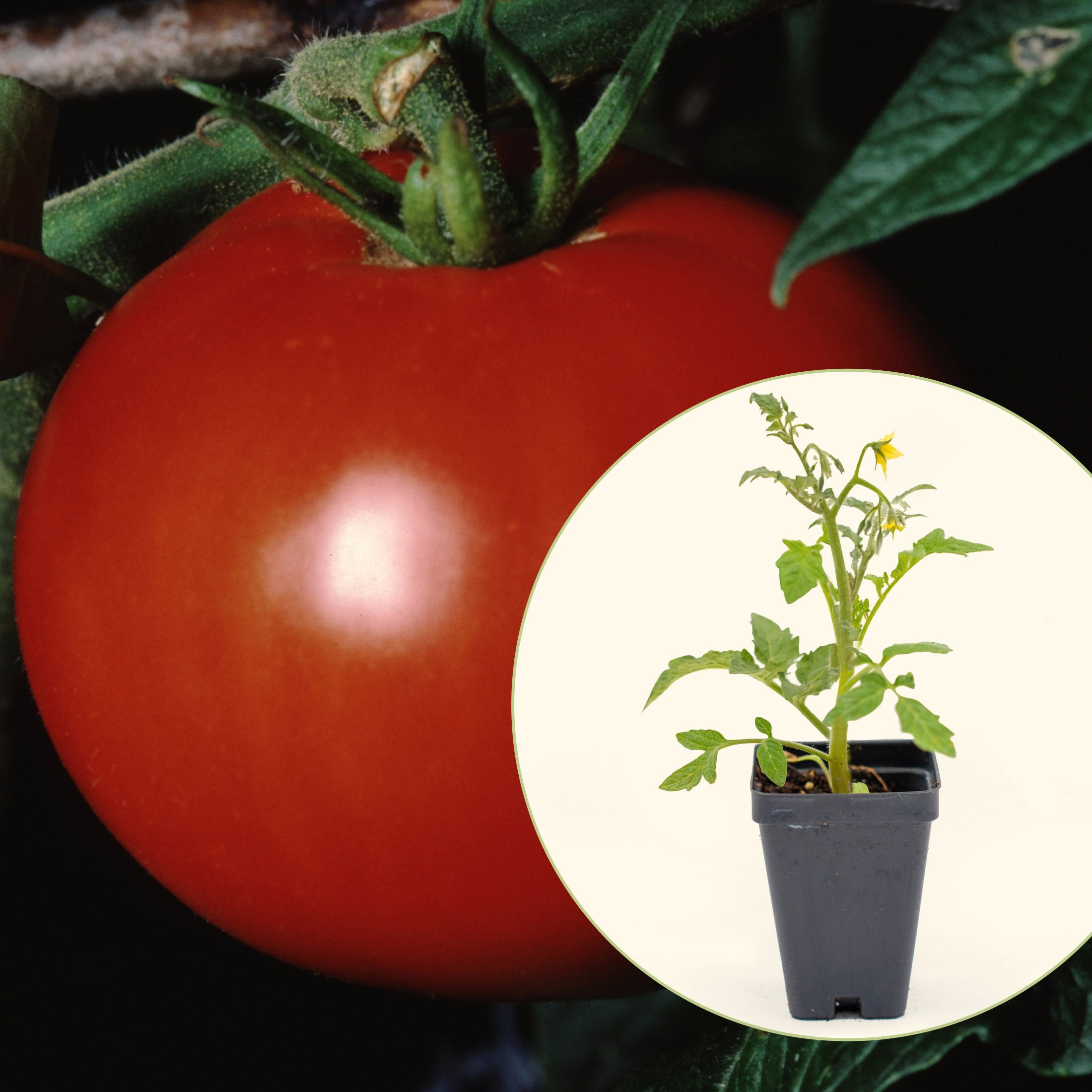 Better Boy Tomato Seedling