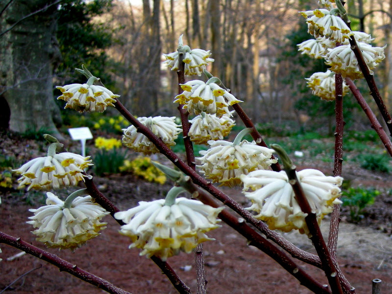 Edgeworthia- Extremely Fragrant, Winter blooming