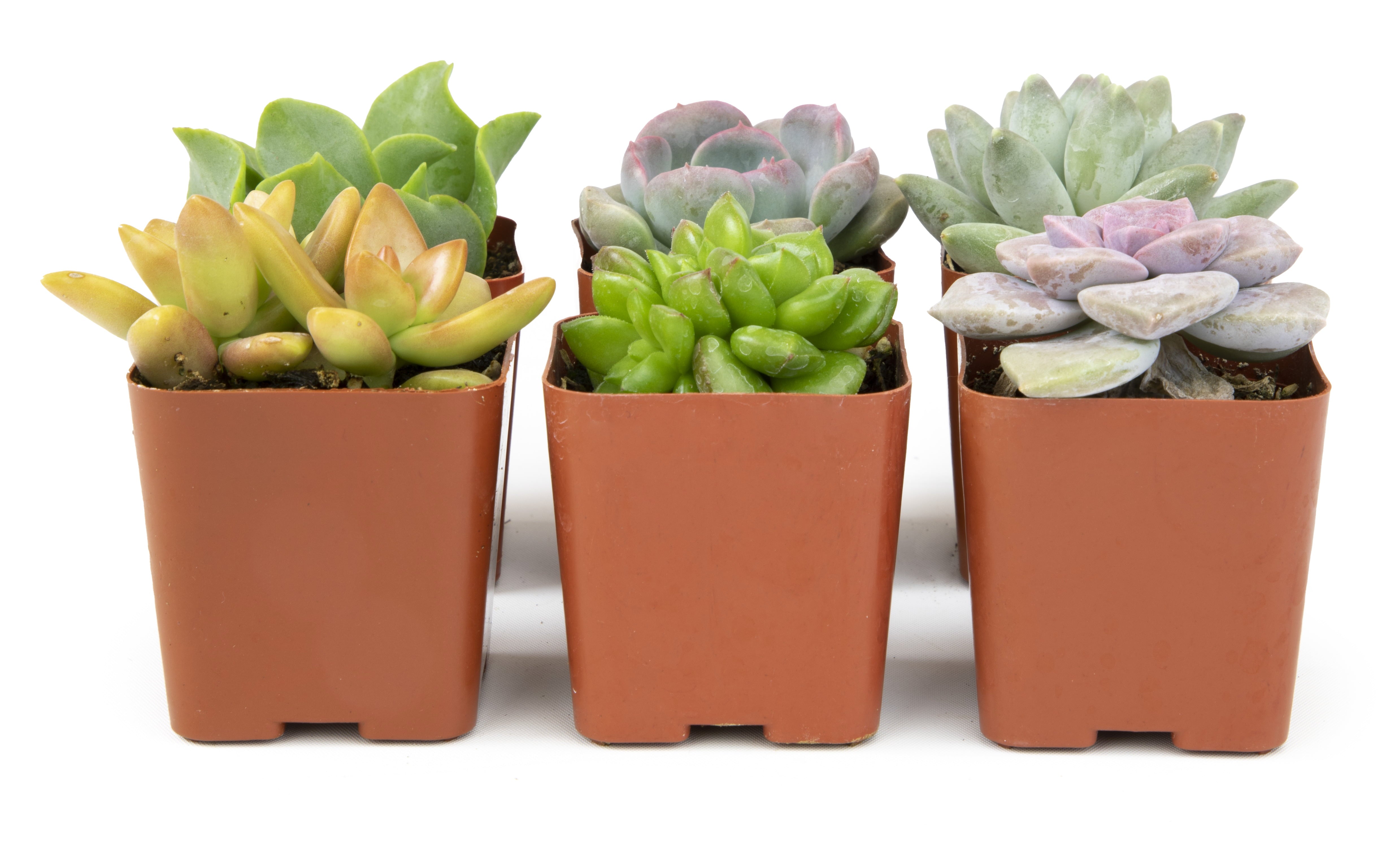 Element by Altman Plants Multicolor Succulent， Live Indoor House Plants with Grower Pots ， 2 inch ， Pack of 6