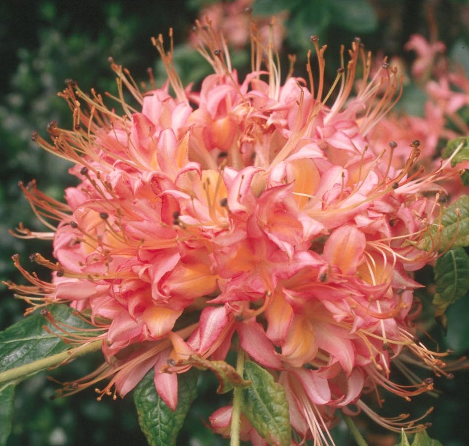 The Creek Rhododendron, Bright Pink Ball Trusses of Flowers Bloom