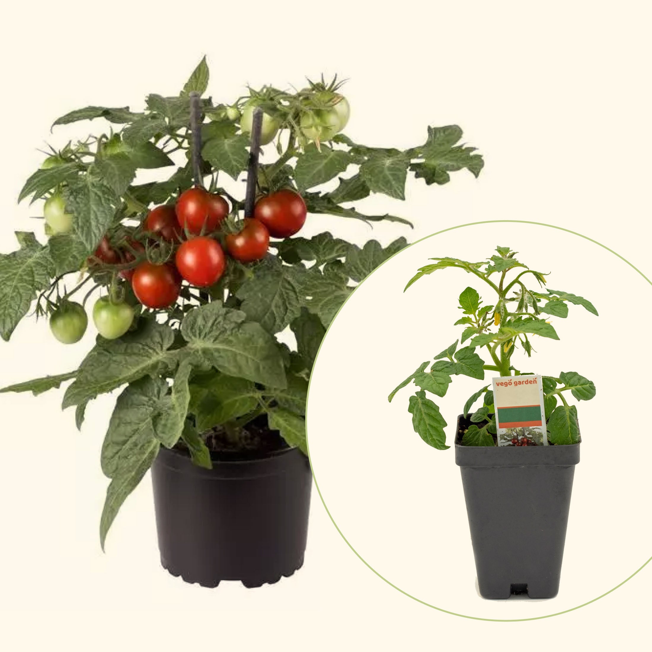 Kitchen Minis™ Cocoa Tomato Seedling