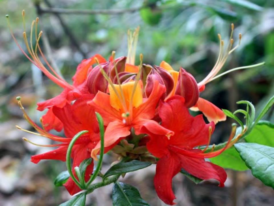 Native Rhododendrons, Mix and Match Any 4 Rhoadies