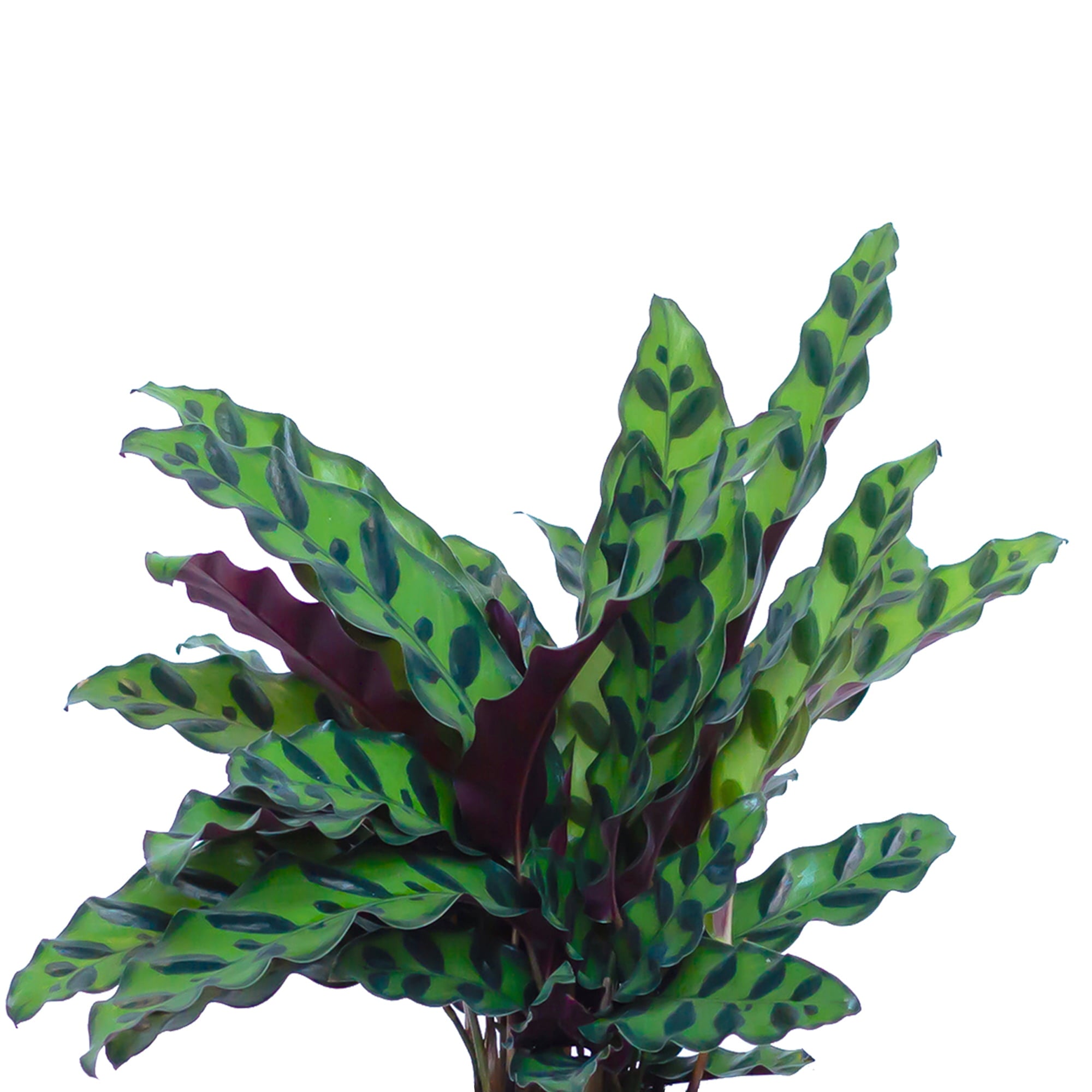 United Nursery Live Calathea Rattlesnake Plant 12-14 Inches Tall in 6 inch Grower