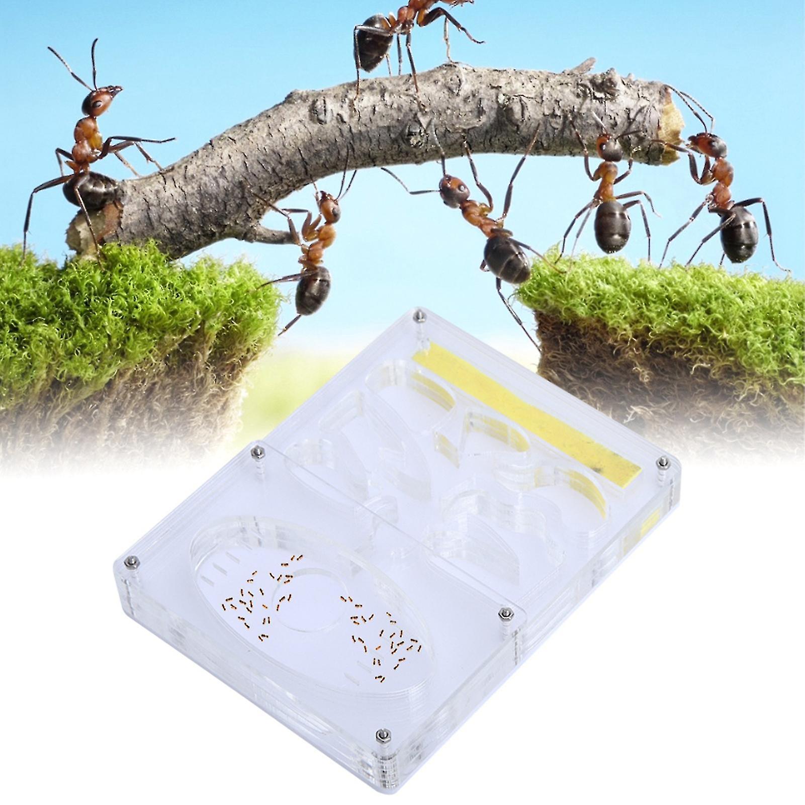 Acrylic Transparent 3d Nursery Ant Farm Formicarium Insect Nest Feeding System Ants Box