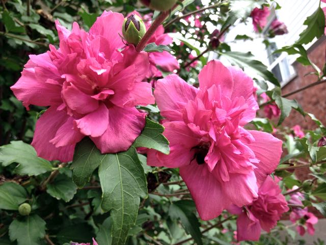 Rosy Red Althea Aka Rose of Sharon Tree
