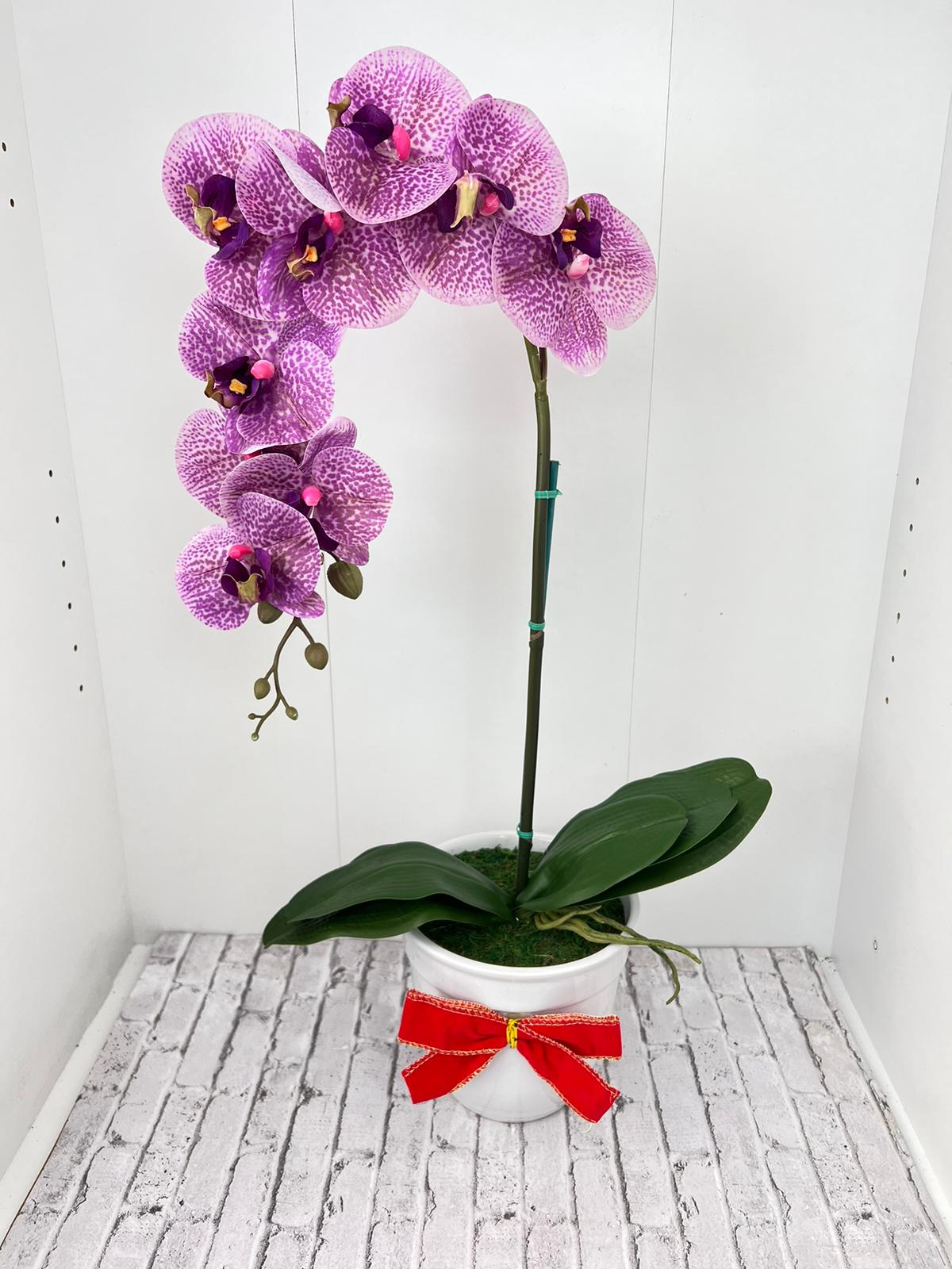Beautiful Variegated Orchid in Ceramic Pot