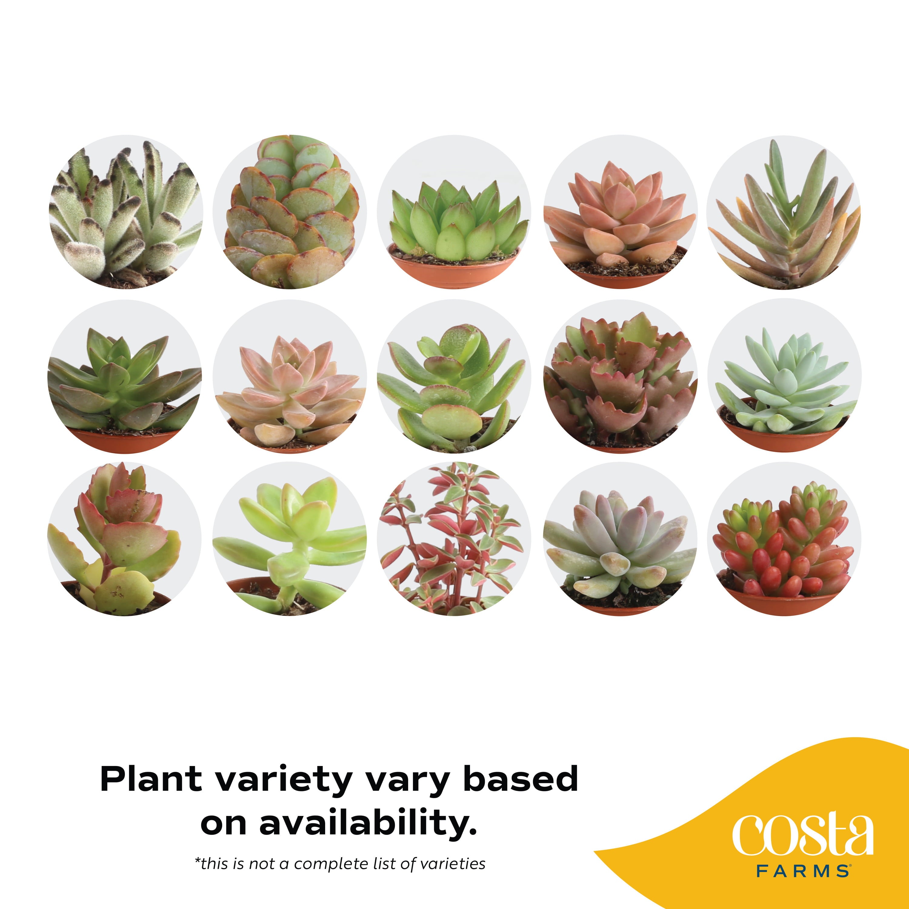 Costa Farms Desert Escape Live Indoor 2in. Tall Assorted Succulent; Bright， Direct Sunlight Plant in 2in. Grower Pot， 8-Pack