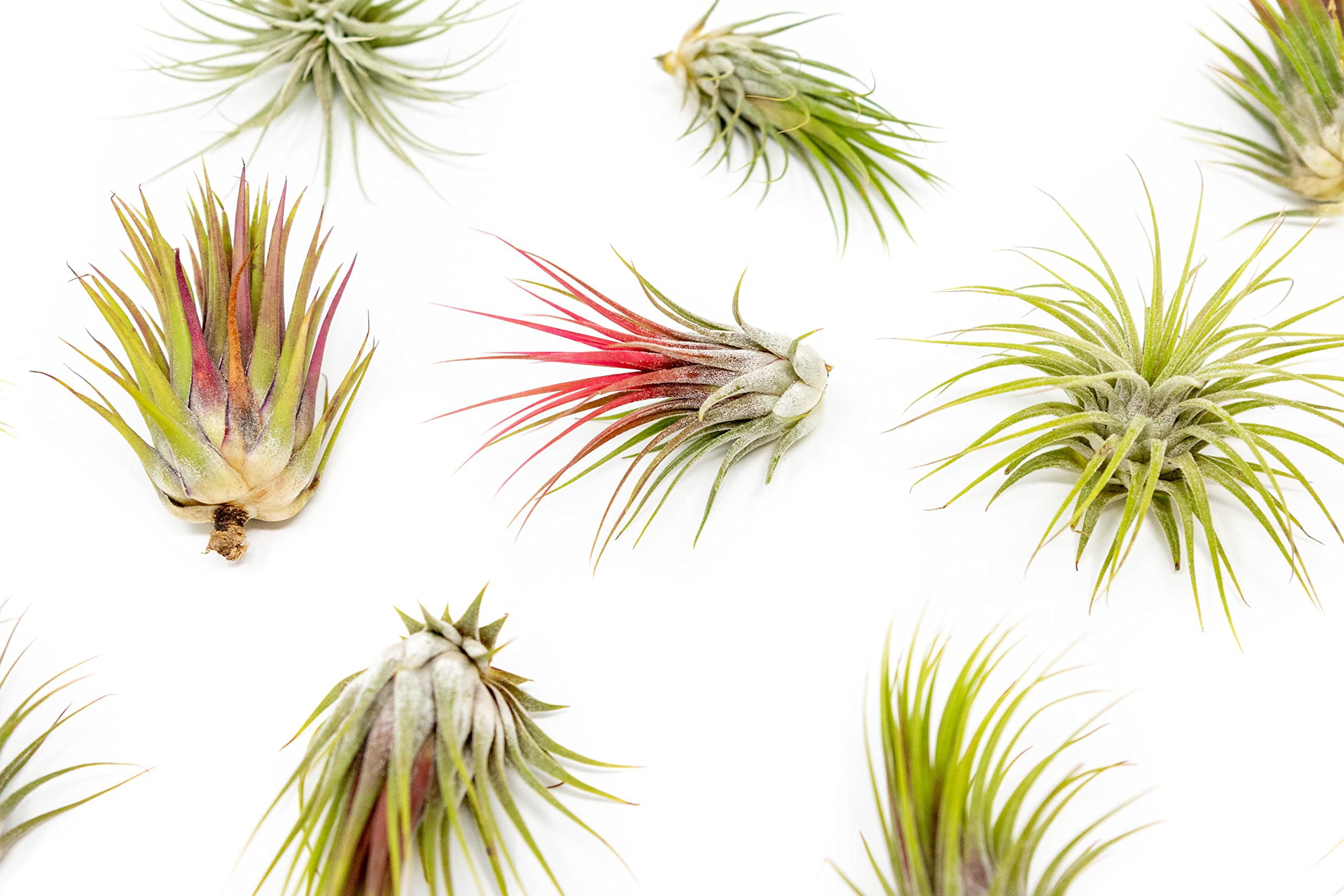 Large Air Plants Tillandsia Ionantha Guatemala - Live Succulent House Plants - Available in Wholesale and Bulk - Home and Garden Decor - Easy Care Indoor and Outdoor Plants (Pack of 12)