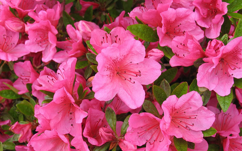 Girards Renee Michelle' Azalea, Deep Pink Blooms