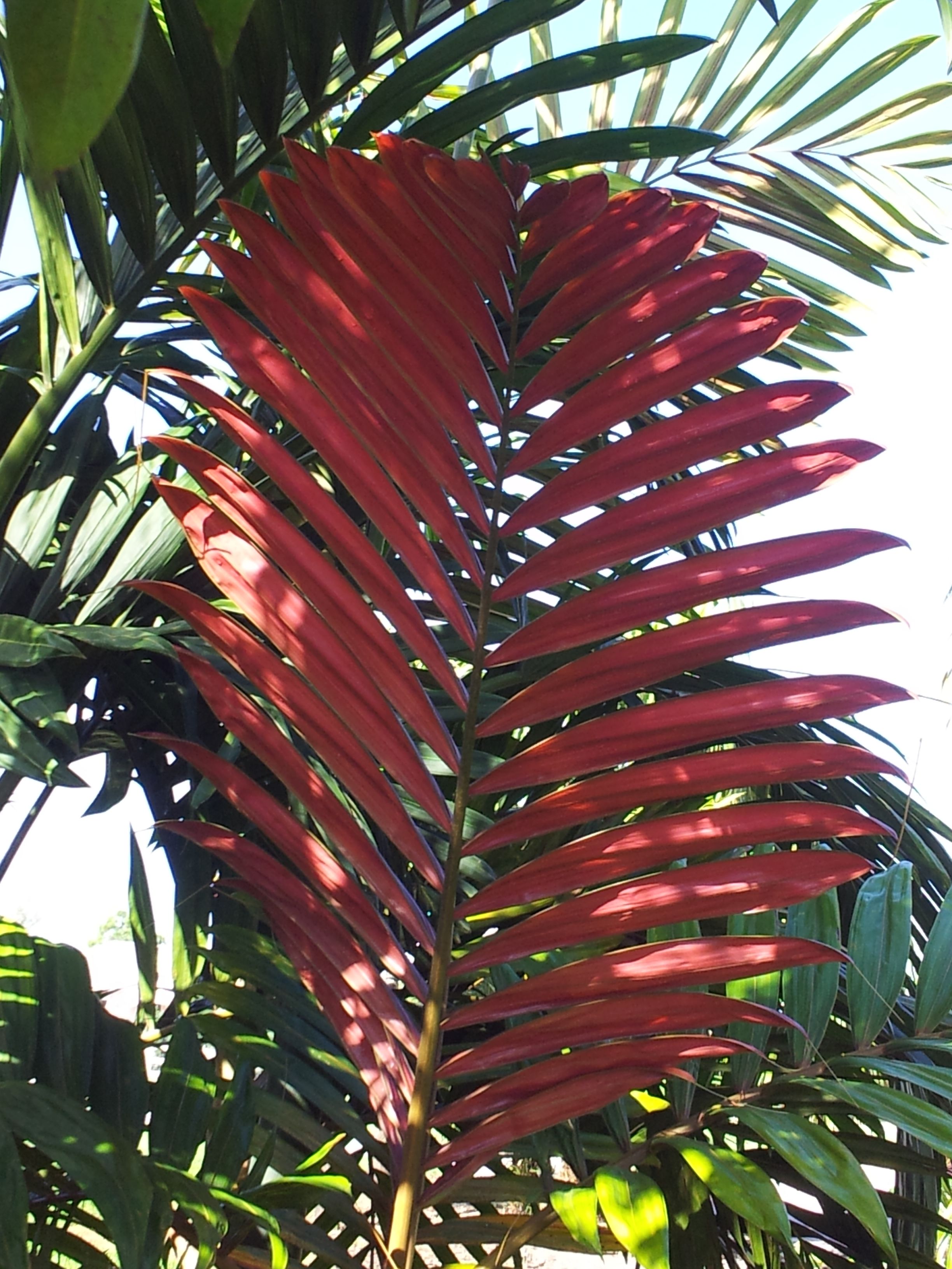 Wekiva Foliage - Red Flame Palm - Live Plant in a 3 Gallon Growers Pot - Chambeyronia Macrocarpa - Extremely Rare Ornamental Palms from Florida