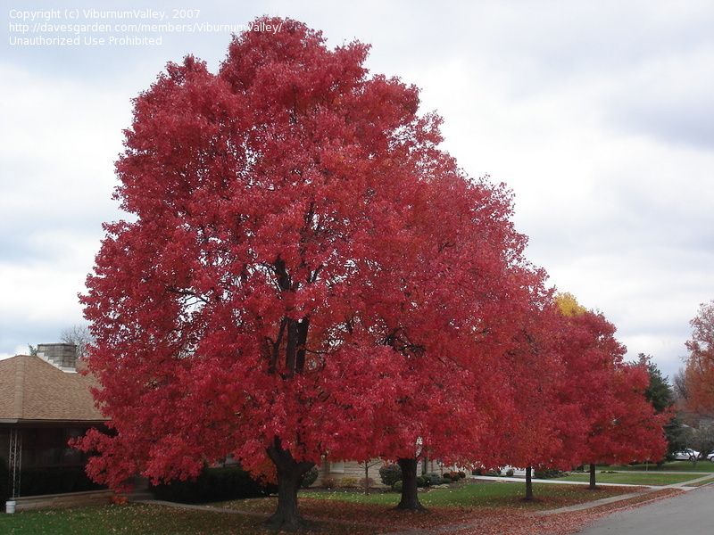 Red Maples Tree