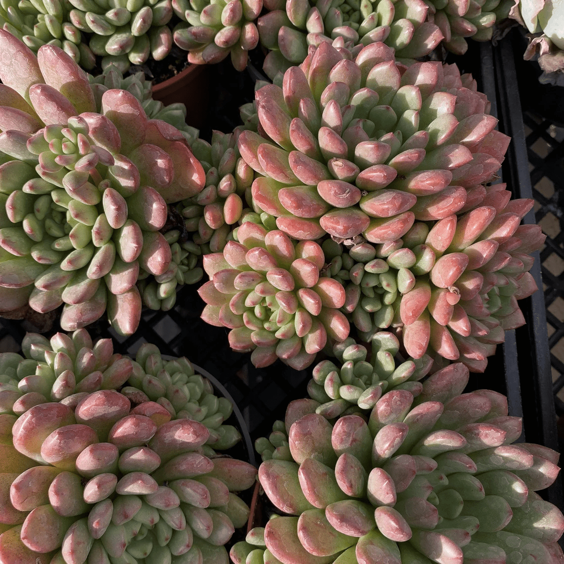 Red Succulents Sedeveria Pink Ruby，Rare Wedding Succulents