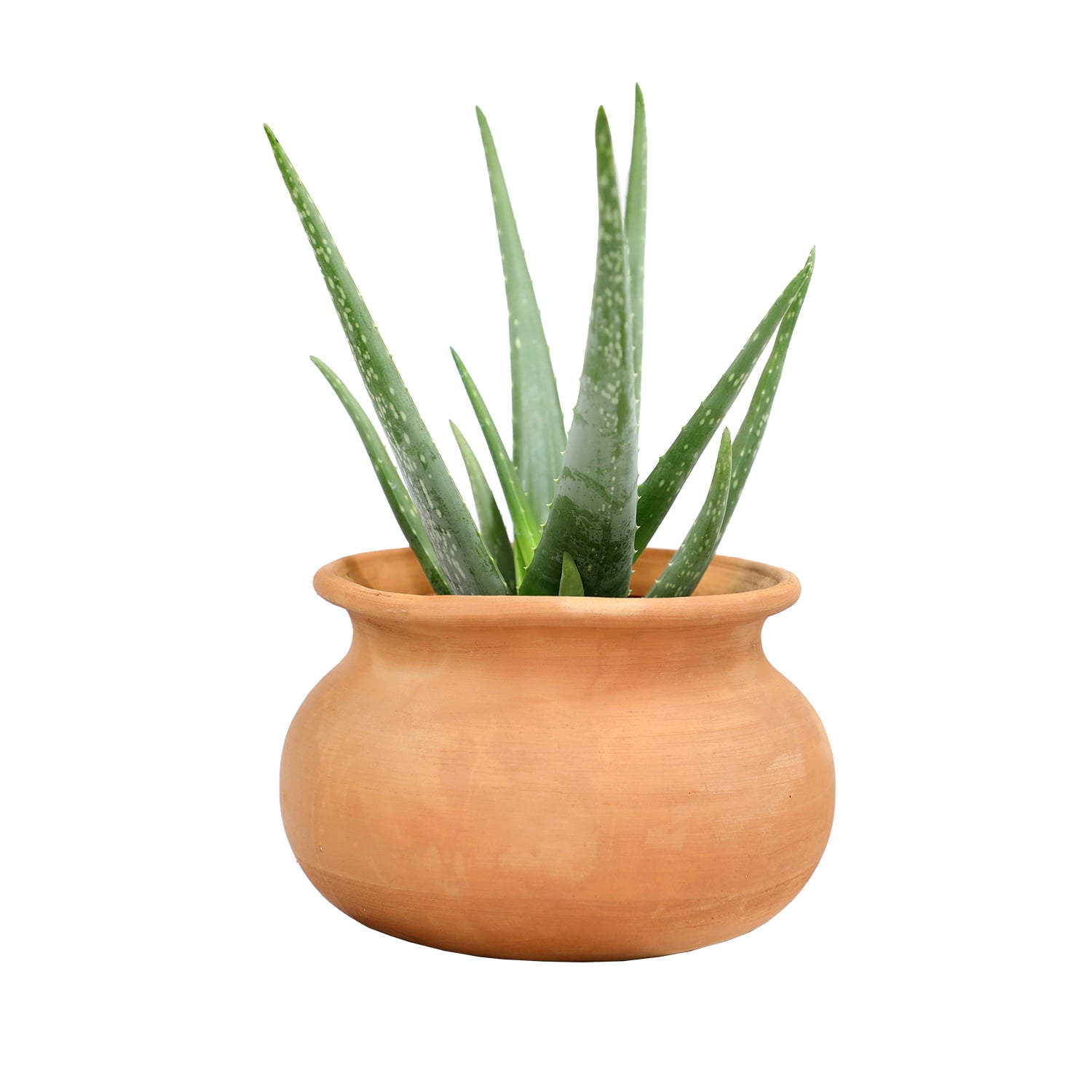 Element by Altman Plants Aloe Vera Succulent ， Live Indoor House Plant with Grower Pot， 6 Inch