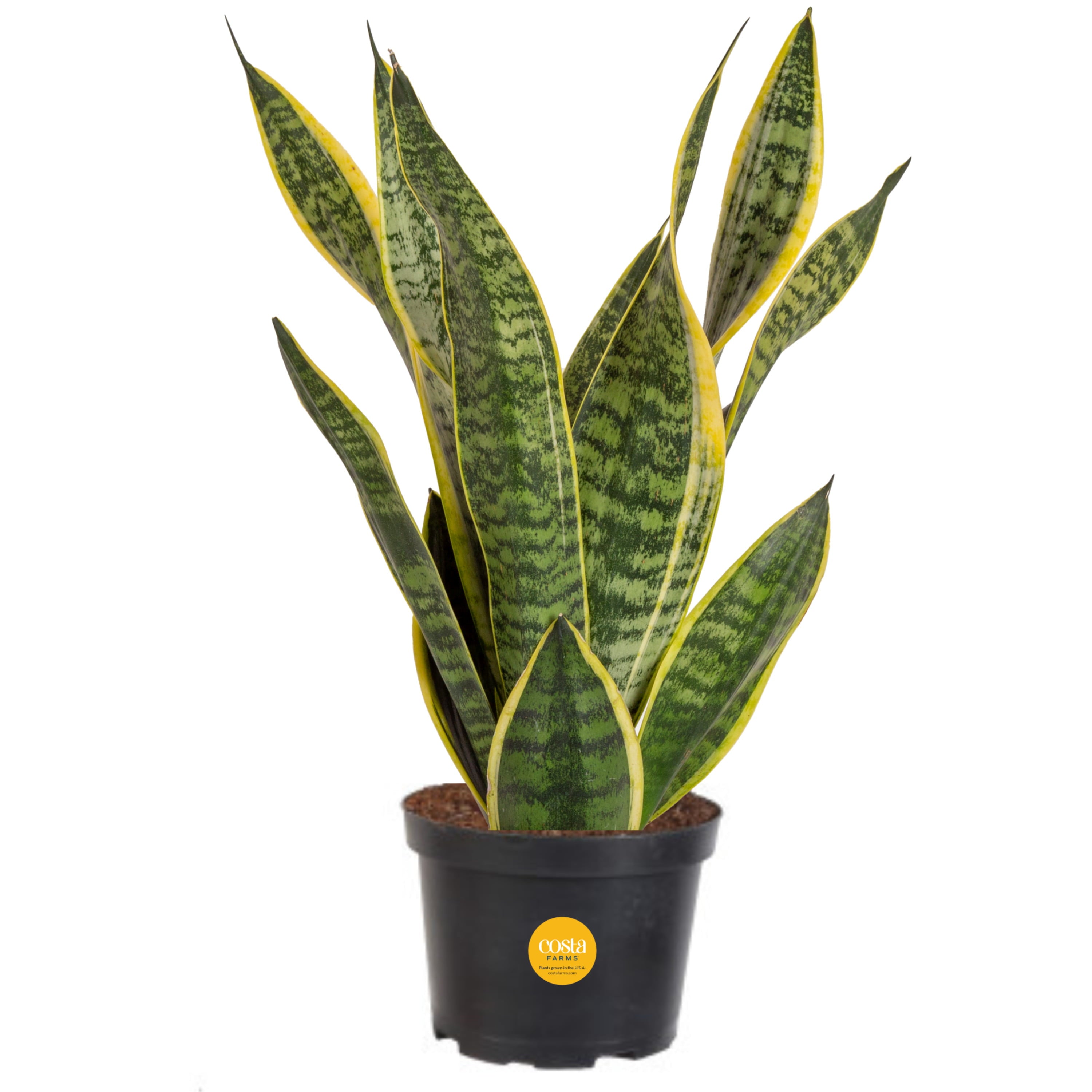 Costa Farms  Live Indoor 14in. Tall Green Snake Plant; Bright， Indirect Sunlight Plant in 6in. Grower Pot