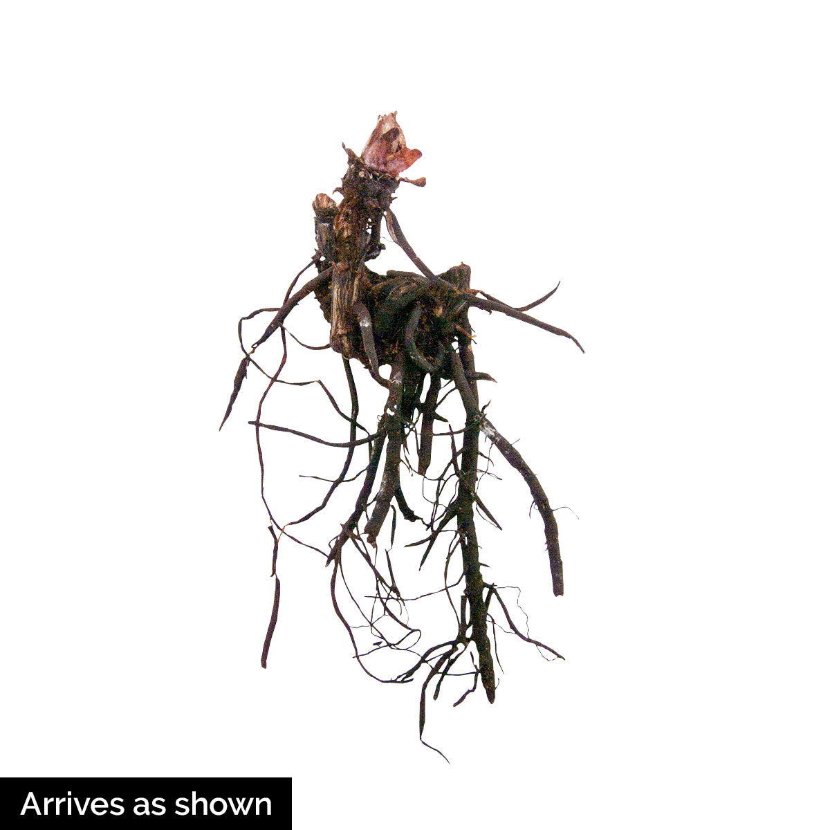 Alexander's Great Brunnera Dormant Bare Root Perennial Plant， 1-Pack