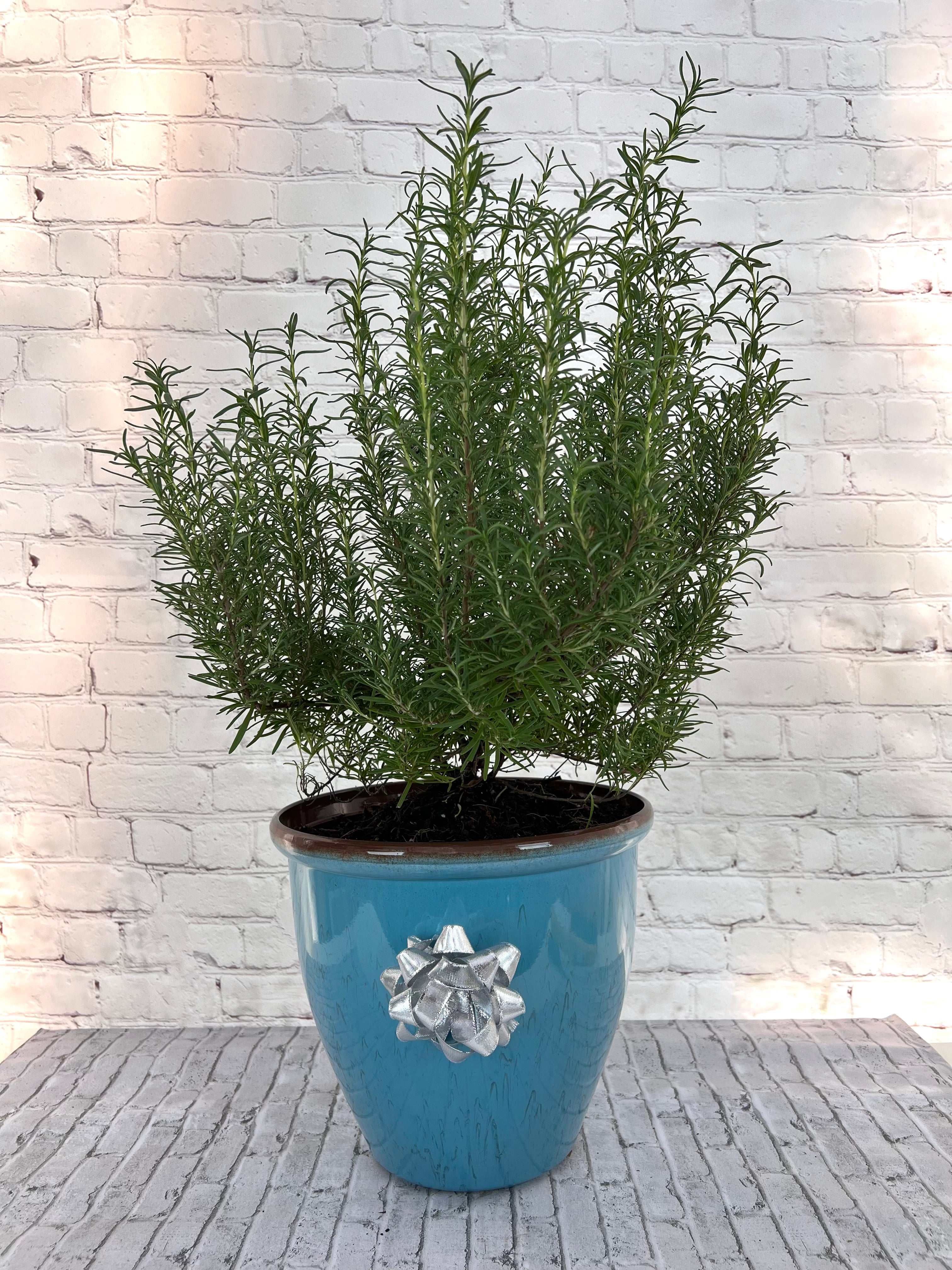 Gorgeous Rosemary Mini Christmas Tree-Live