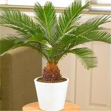 Sago Palm Tree