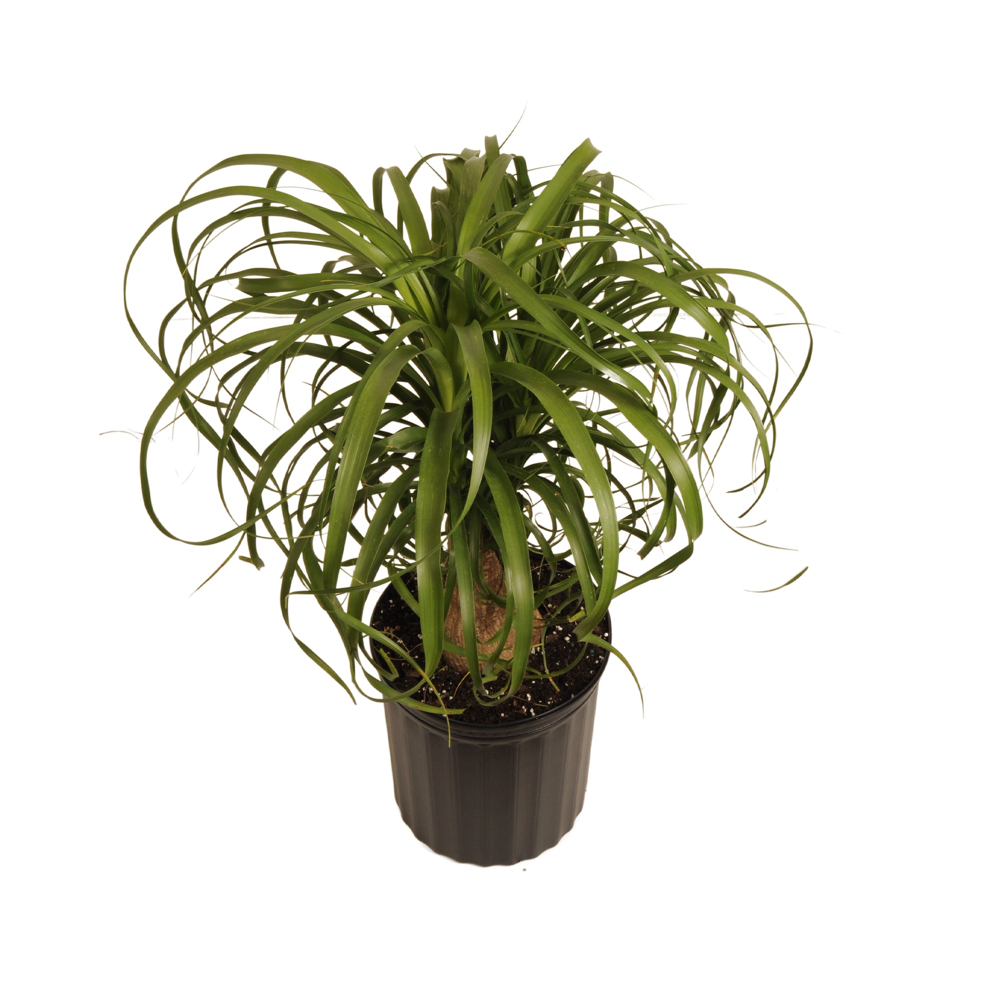 United Nursery Live Ponytail Palm 24-32in Tall Green Tropical houseplant in 10in Grower Pot