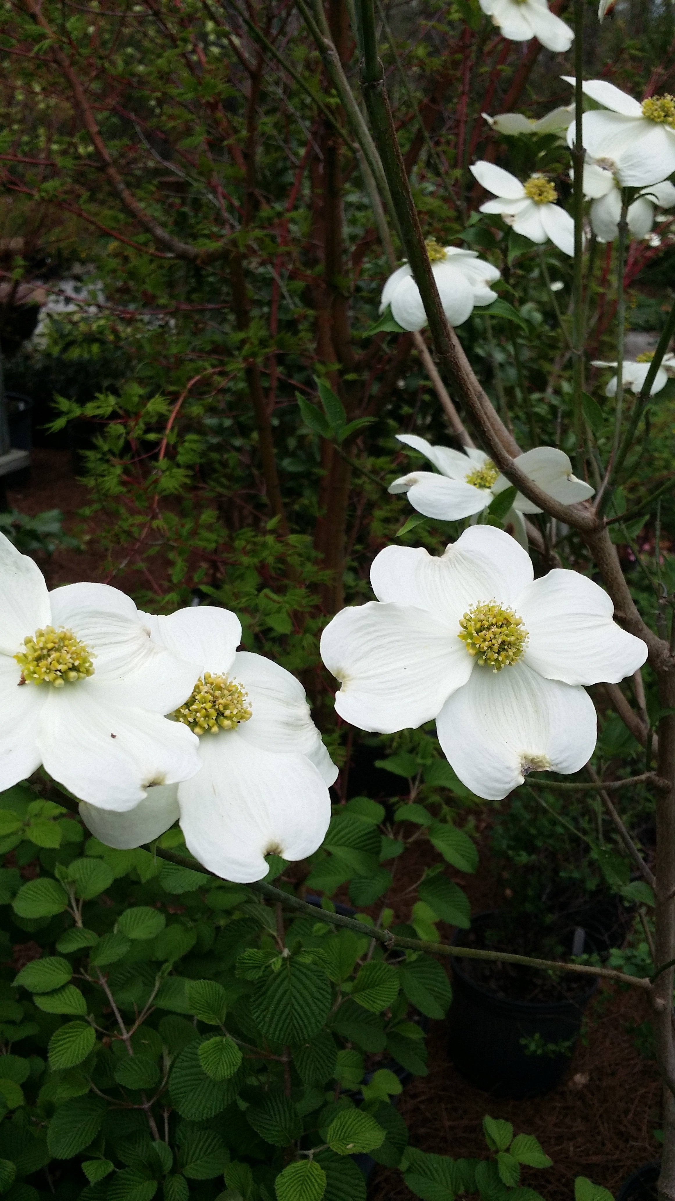 Dogwood Tree Combo featuring 3 Unique Varieties : Variety Trio