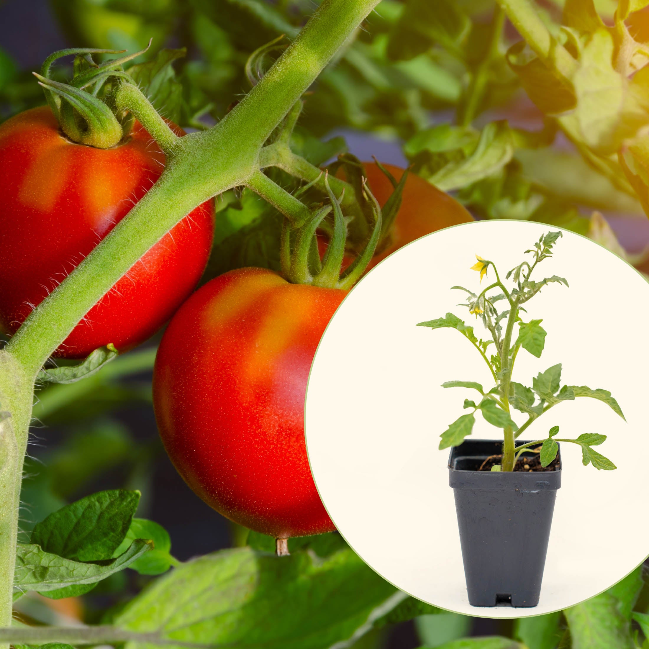 Celebrity Plus Tomato Seedling