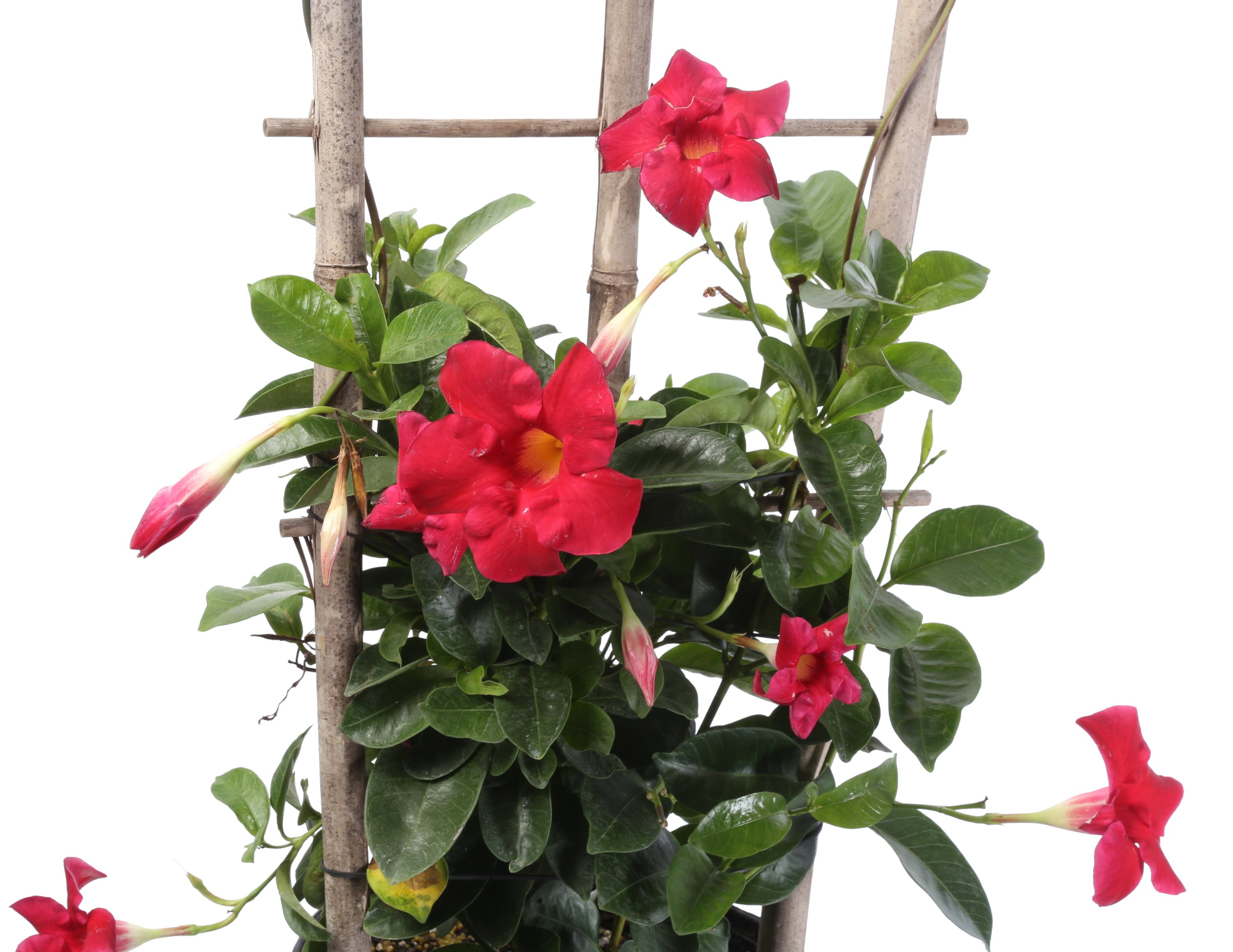 Costa Farms Island Blooms Live Outdoor 36in. Tall Assorted Mandevilla; Full Sun Outdoors Plant in 10in. Grower Pot