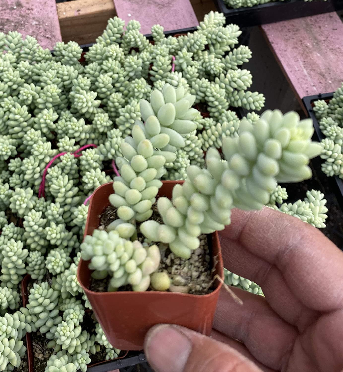 Burro's Tail Succulents Plants， Sedum Morganianum Donkey's Tail Fully Rooted in 2 inch Pots Live Potted Succulents Indoor Outdoor Decor