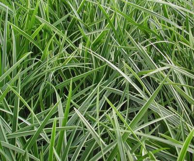 Classy Groundcovers - Sedge 'Ice Dance' Japanese Variegated Sedge， Frosted Sedge， Rush {25 Pots - 3 1/2 inch Square}