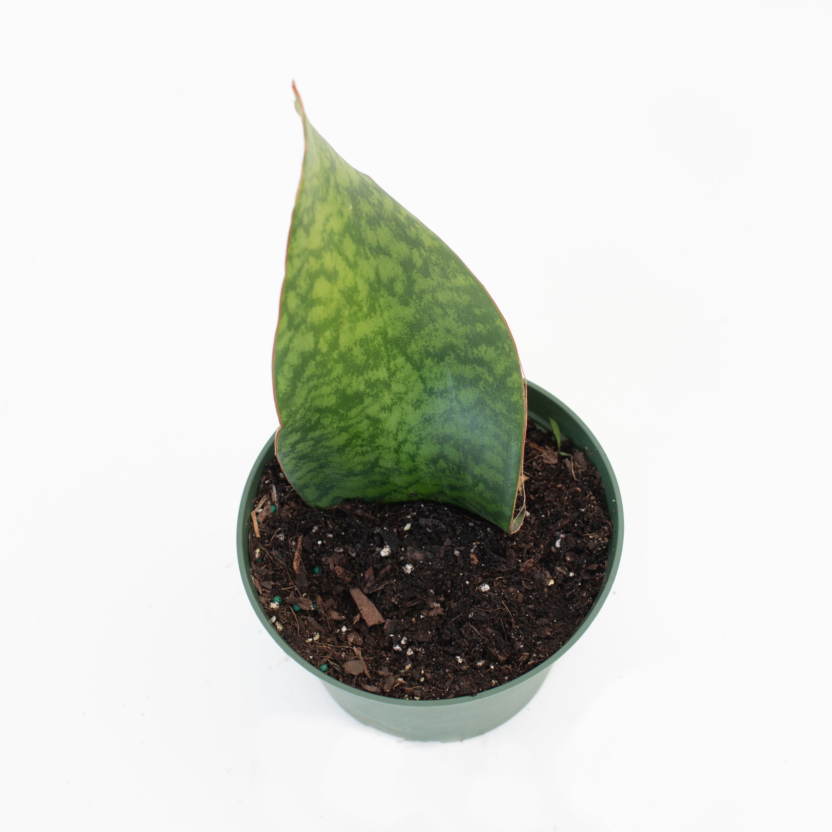 6” Sansevieria “Masoniana” Plant