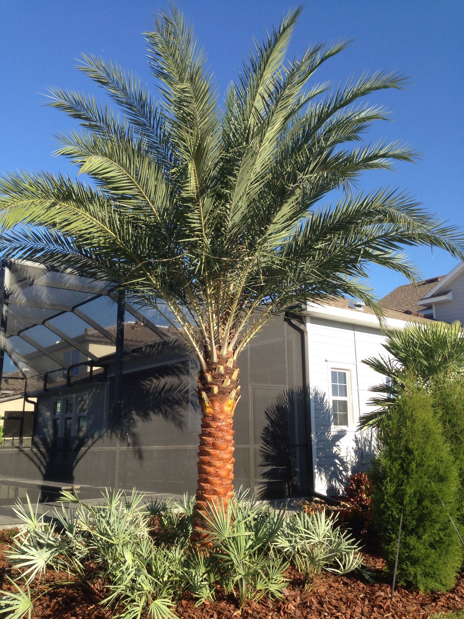 Sylvester Palm - Live Plant in a 10 inch Growers Pot - Phoenix Sylvestris- Hardy Palms from Florida