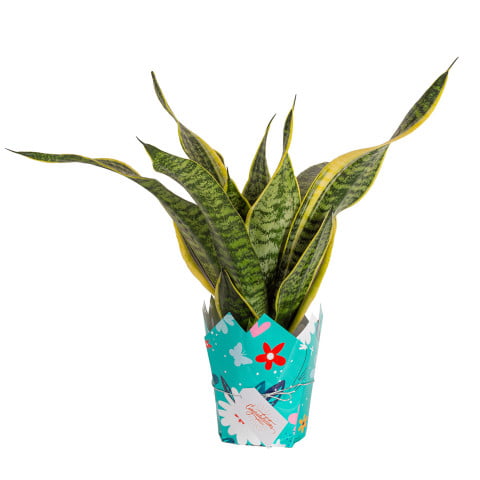 Costa Farms Live Indoor 14in. Tall Green Snake Plant; Bright， Indirect Sunlight Plant in 6in. Congratulations Gift Wrap