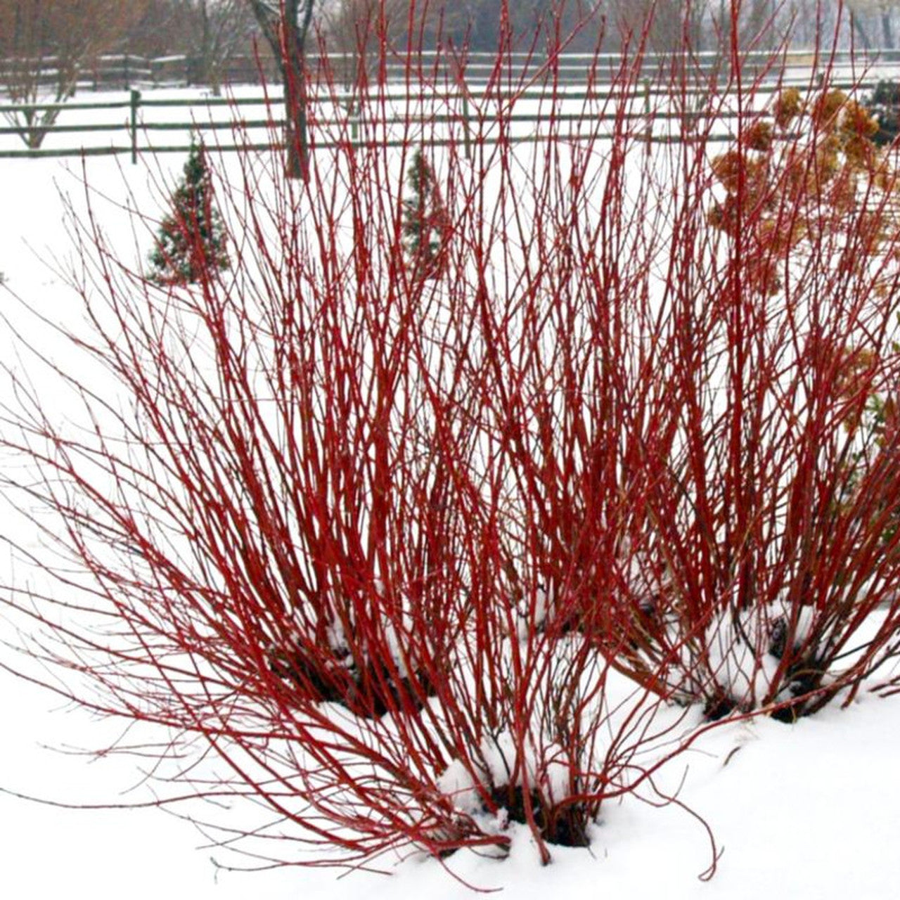 Red Twig Dogwood Tree, Coral Red Bark