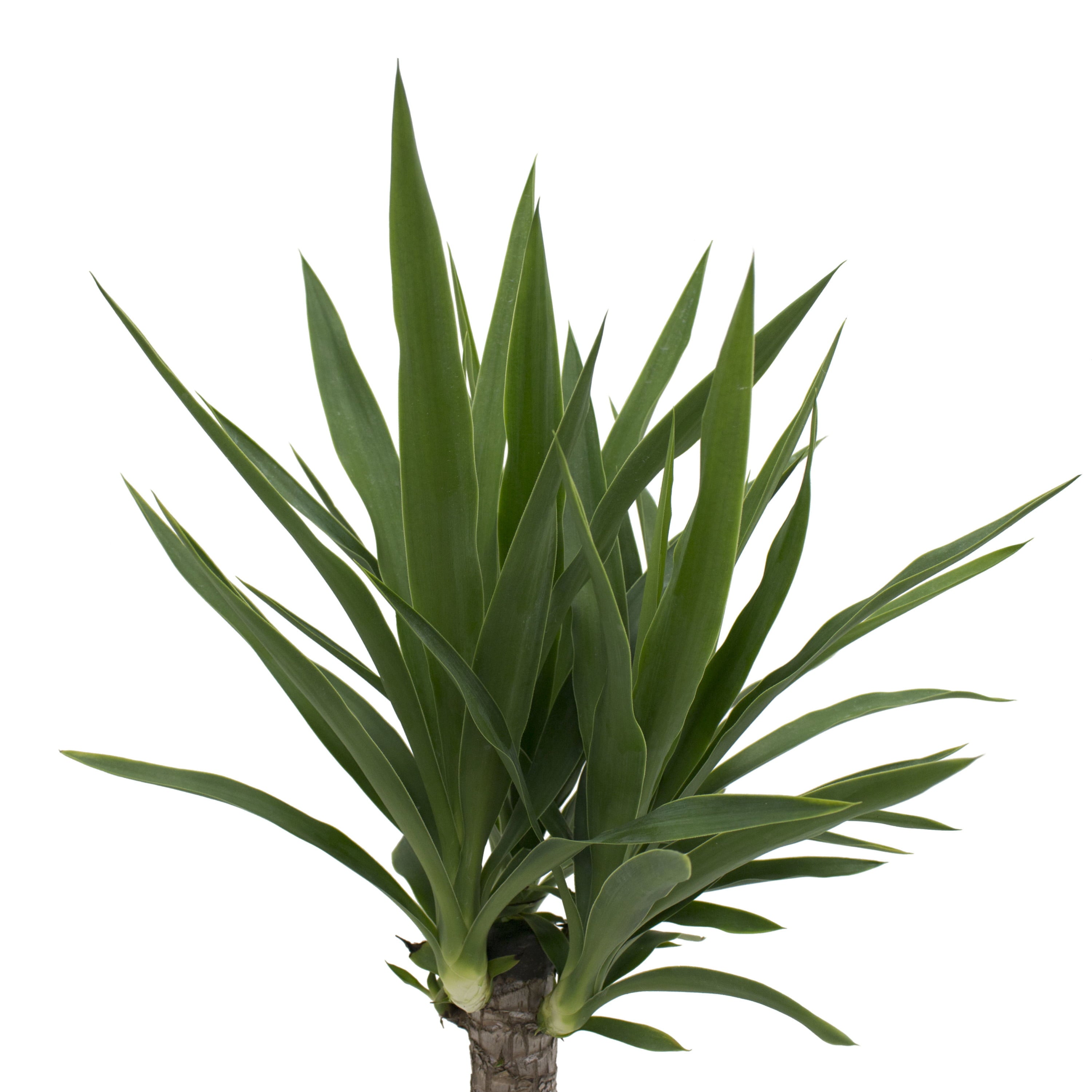 Costa Farms Plants with Benefits Live Indoor 24in. Tall Green Yucca Cane; Medium， Indirect Light Plant in 8.75in. Décor Pot