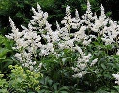 Astilbe Bridal Veil is The Classic White