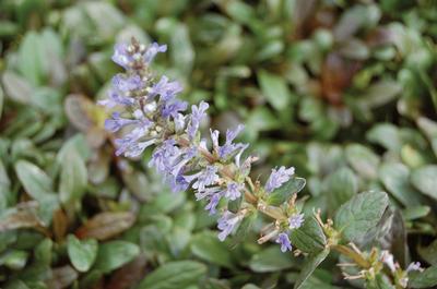 Ajuga Reptans Chocolate Chip Has Small, Glossy, Bronze-Maroon and Green Foliage and Lilac