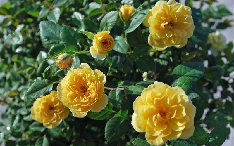 Sunrosa Yellow Shrub Rose