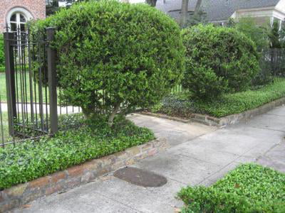 Classy Groundcovers - Vinca minor 'Traditional'  {5000 Bare Root Plants}