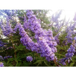 Vitex 'Delta Blues', (Chaste Tree)Ttiny, Fragrant Blue/Purple Flowers