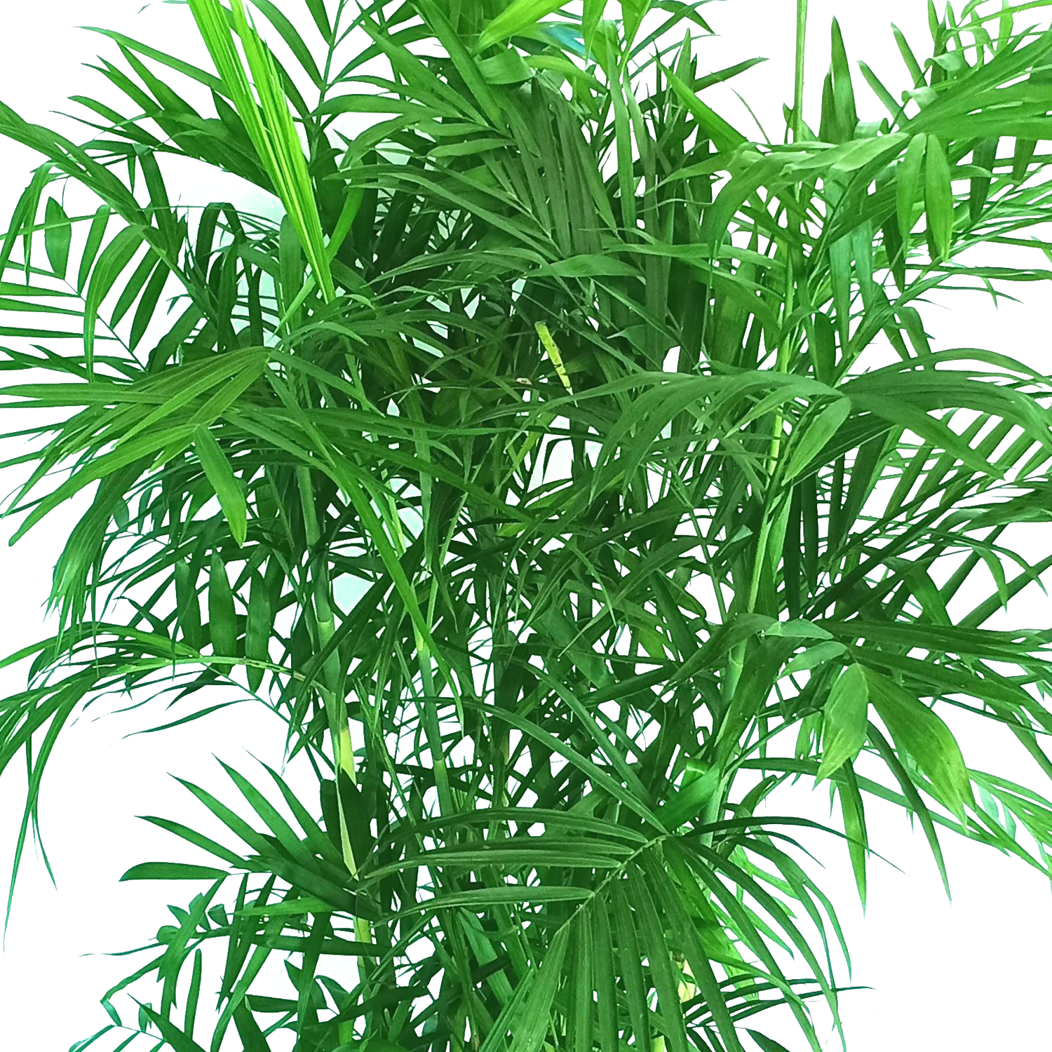 Wekiva Foliage - Bamboo Palm - Live Plant in an 10 inch Growers Pot -Chamaedorea Seifrizii - Beautiful Clean Air Indoor Outdoor Houseplant