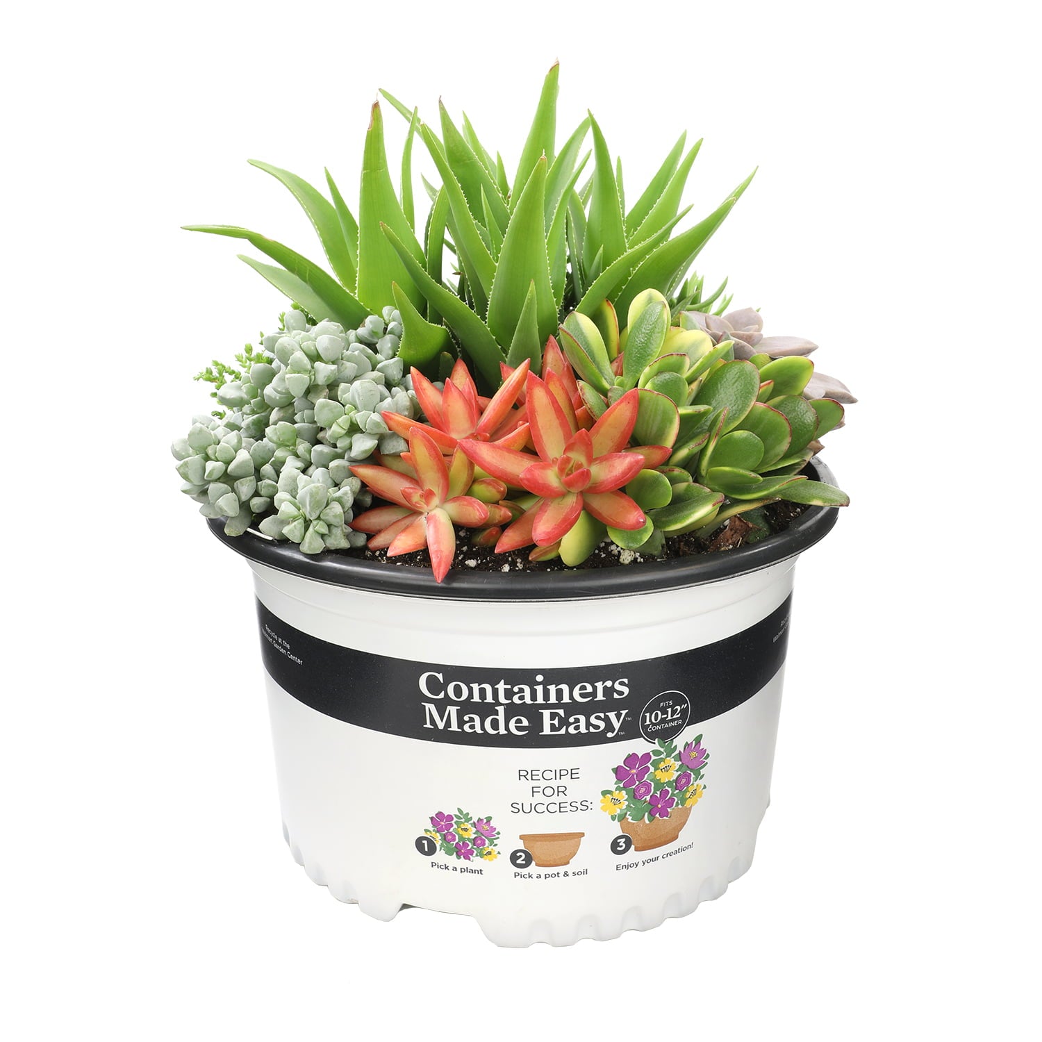 Element by Altman Plants 10IN Succulent Containers Made Easy