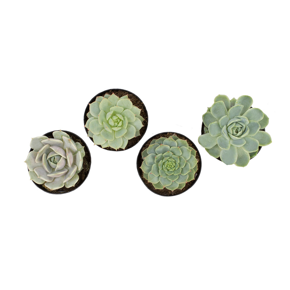 Element by Altman Plants Echeveria Live Succulent， Live Indoor House Plants with Grower Pots ， 2.5 inch ， Pack of 4