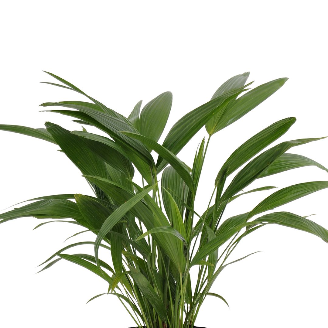 United Nursery Live Fan Palm Houseplant 24-28in Tall in 10 inch Cream Bayside Decor Pot